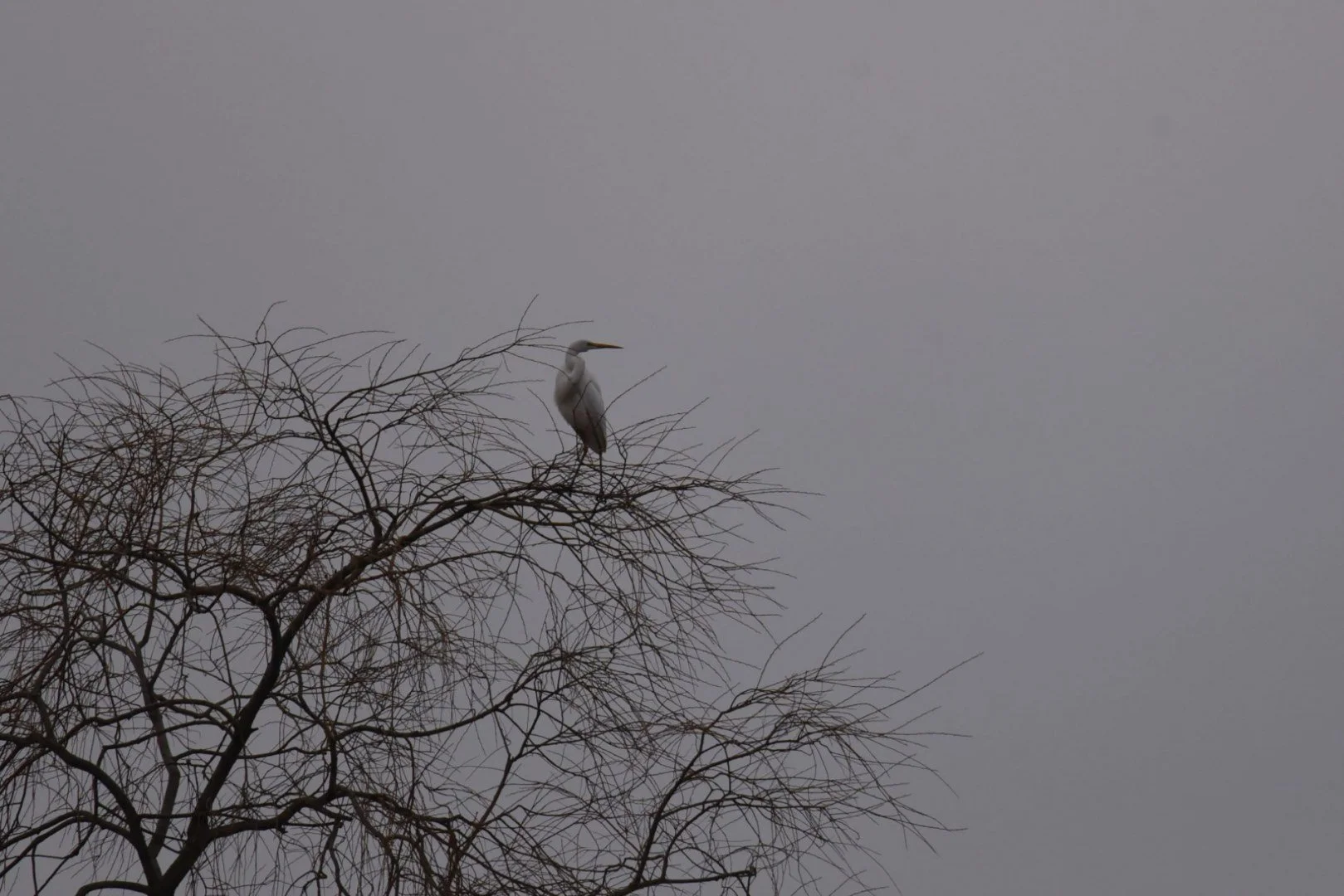 HM-Grande-Aigrette-DSC_2945_1.jpg