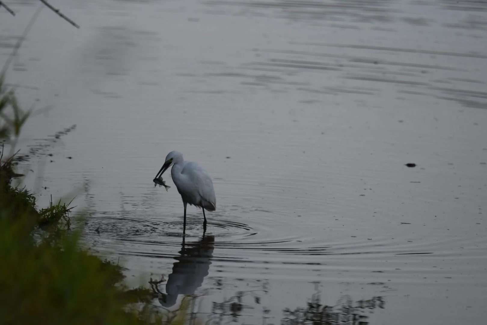HM-Aigrette-garzette-Mod-550mm-S-Vit4000s-f6.3-ISO-800-Bourgon-DSC_0538.jpg