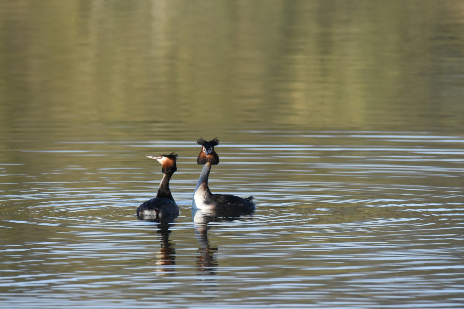 HM-Grebe-huppe-Mod-M-Vit2500s-f9-ISO-Aut-2800-ChangeDSC_0689.jpg