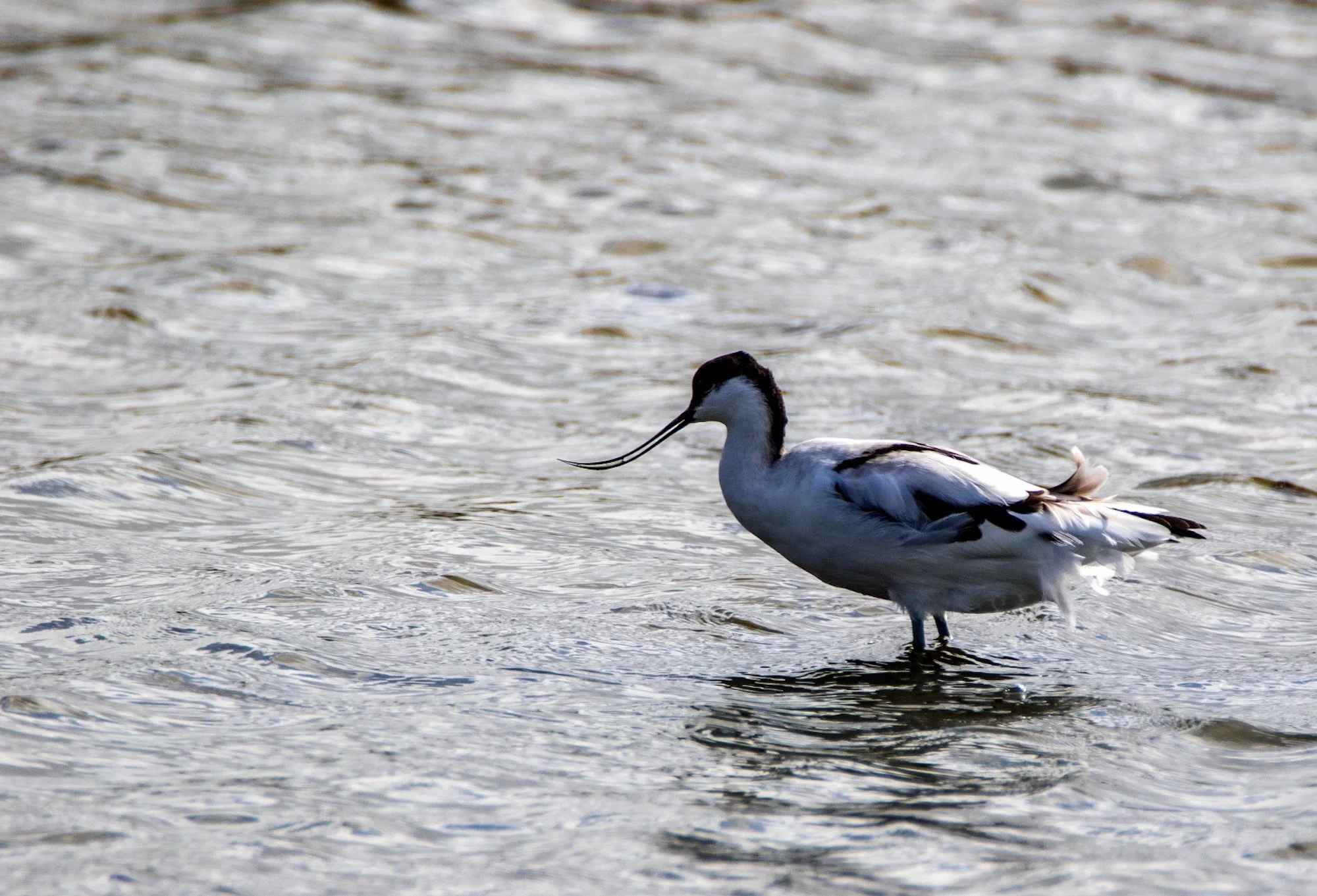 Le-Teich-30-bis.jpg