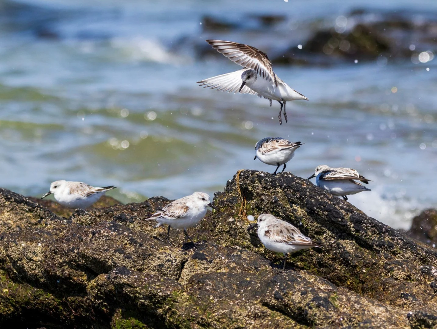 Becasseau-sanderling-1.jpg