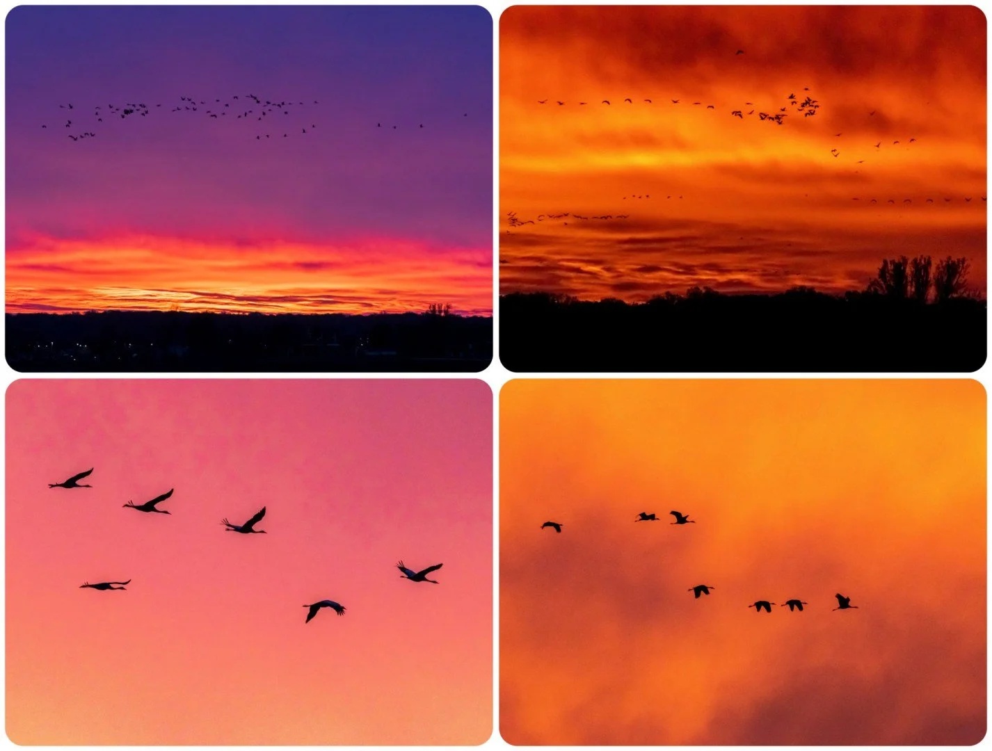 Envol-des-grues-au-lever-du-jour.jpg