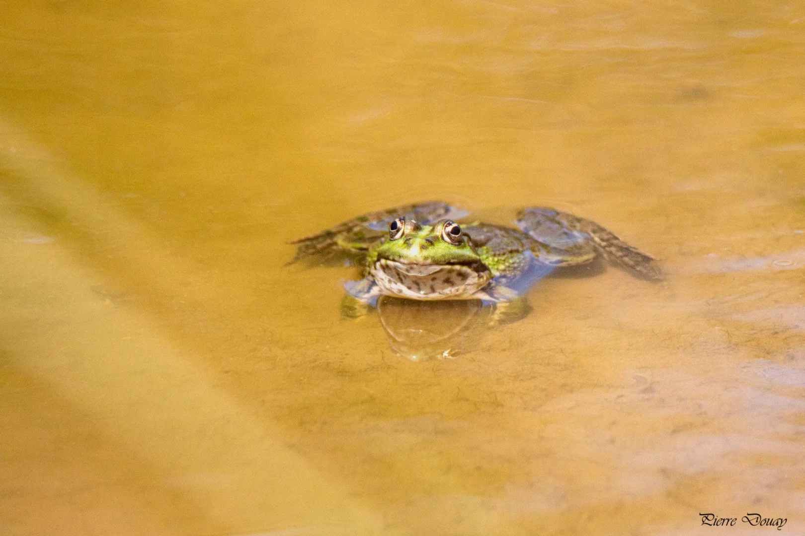 P-D-05-25-Grenouille-2.jpg