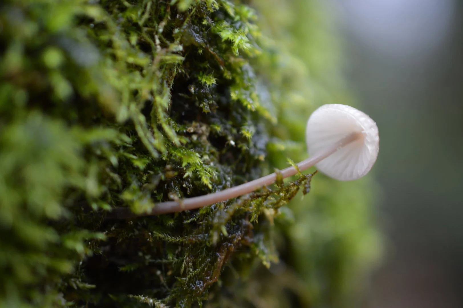 Champignon-Blanc.JPG