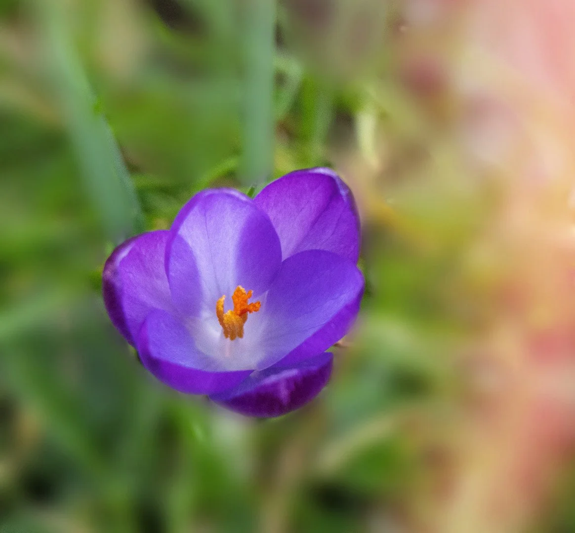 CROCUS-.jpg