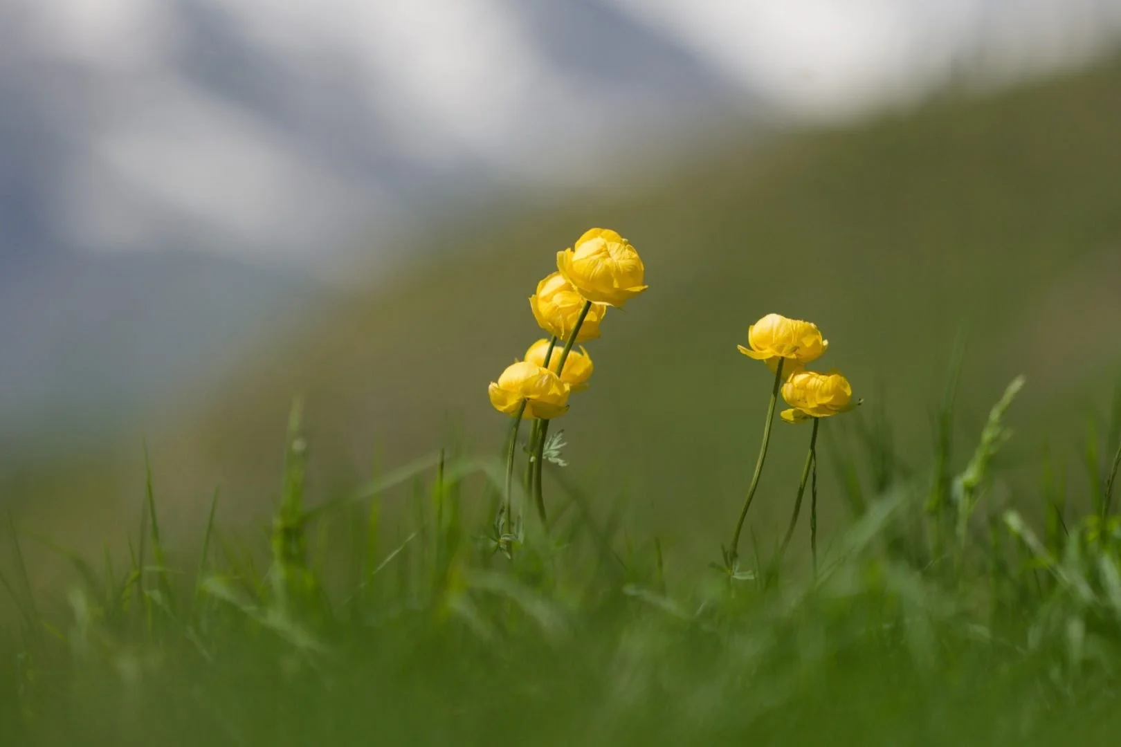 Trolles-au-Col-du-Mont-Cenis.jpg