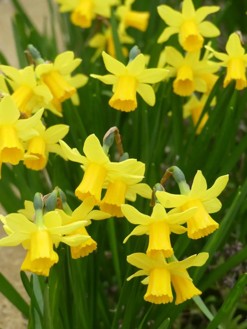 Les-petites-Jonquilles-de-Retour.JPG
