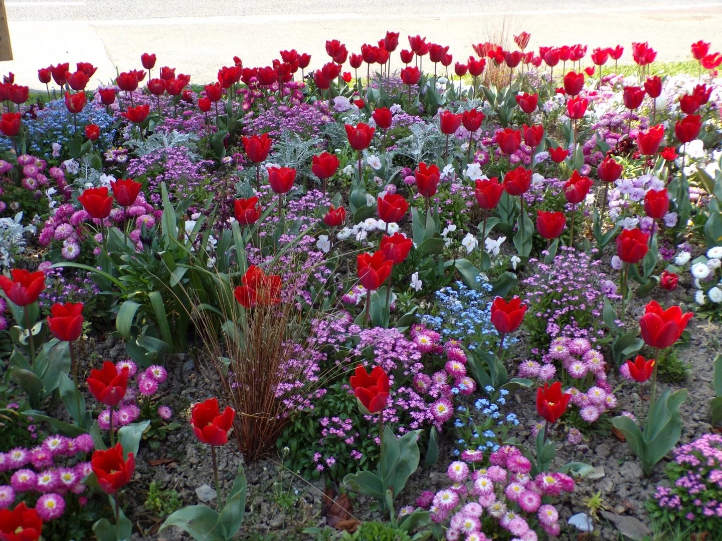 Soizic-F.-Parterre-de-tulipes.JPG
