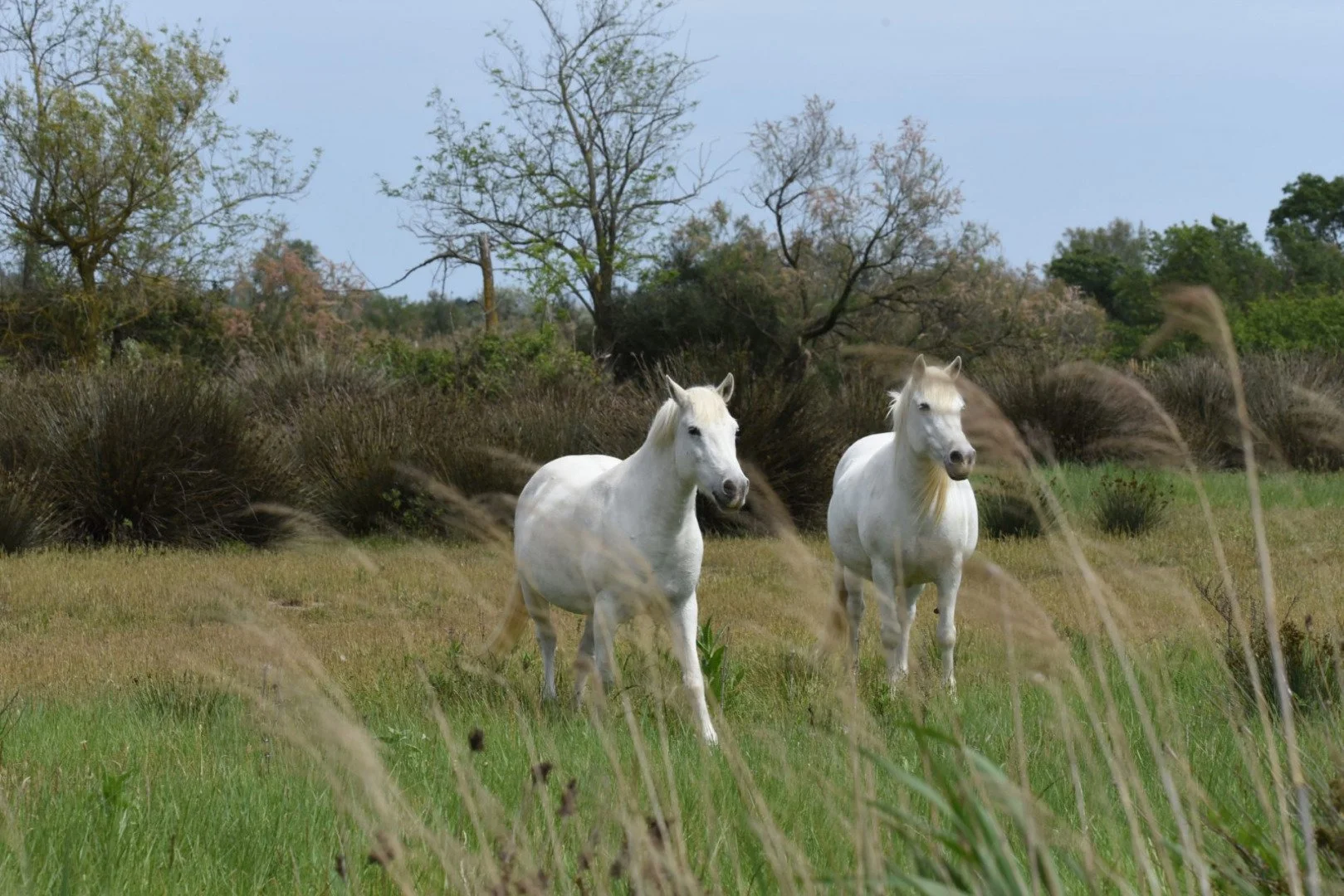 HM-Chevaux-camarguais-DSC_5125_01.jpg