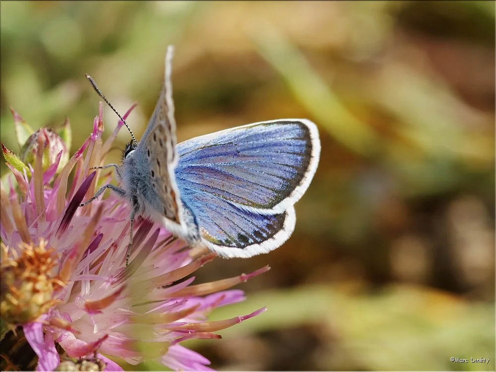 Papillons