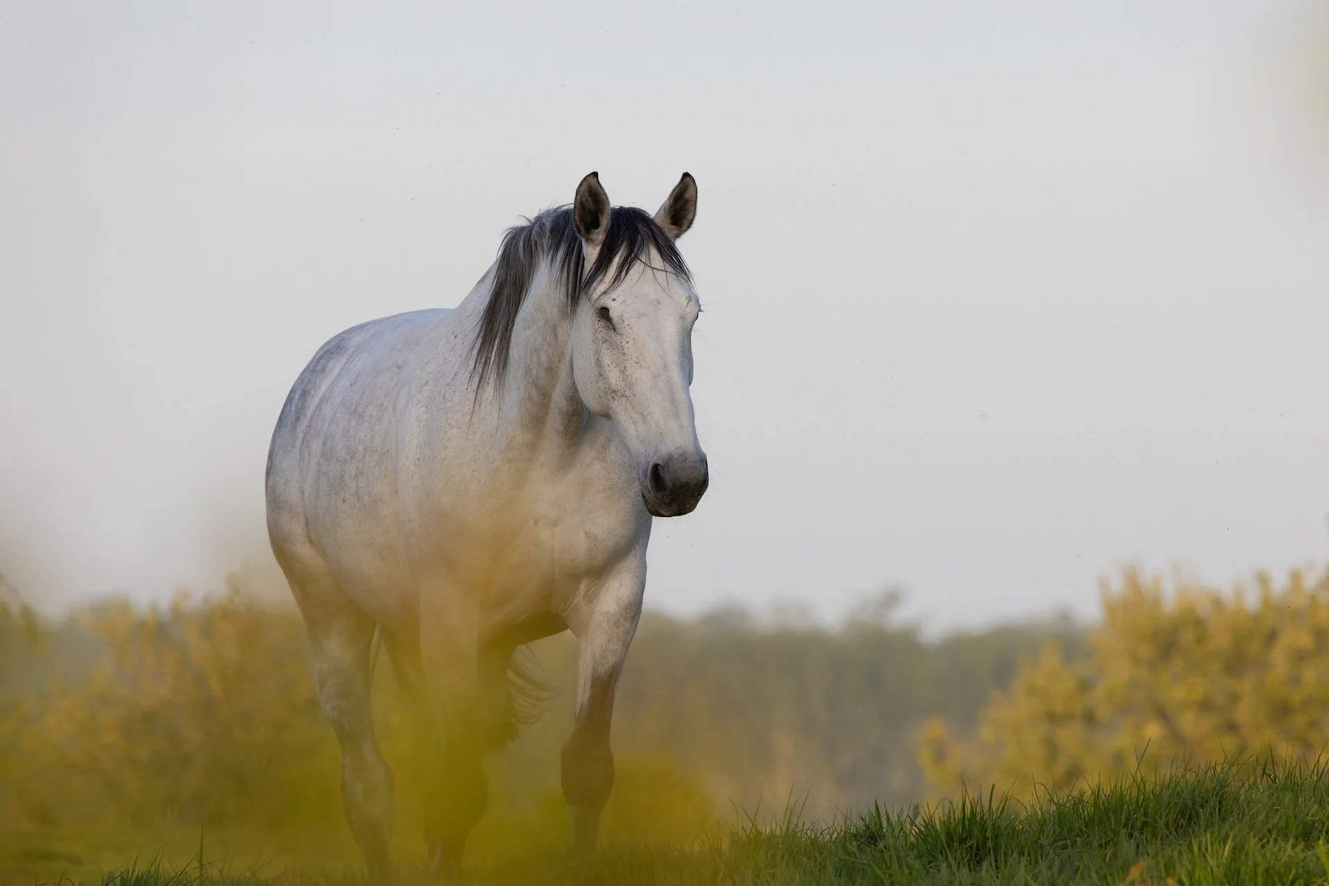 PF_04 26_Cheval.jpg