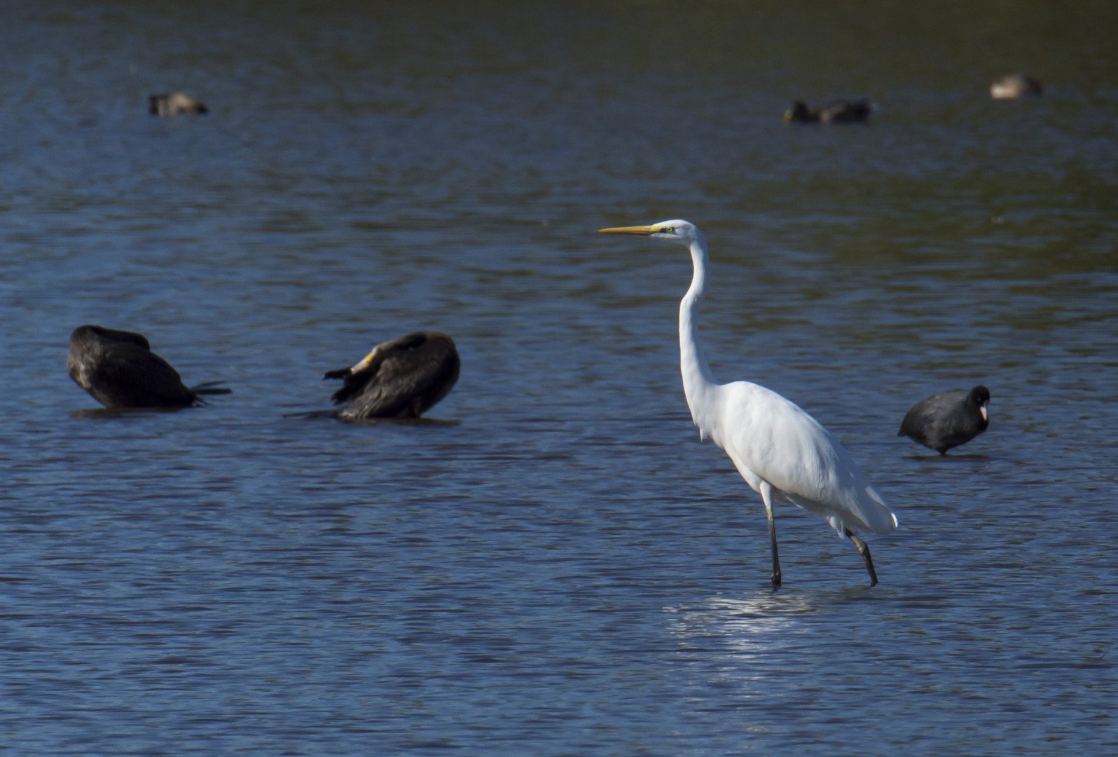 Grande_Aigrette03_F9_1-1250sec_400Iso_600mm.jpg