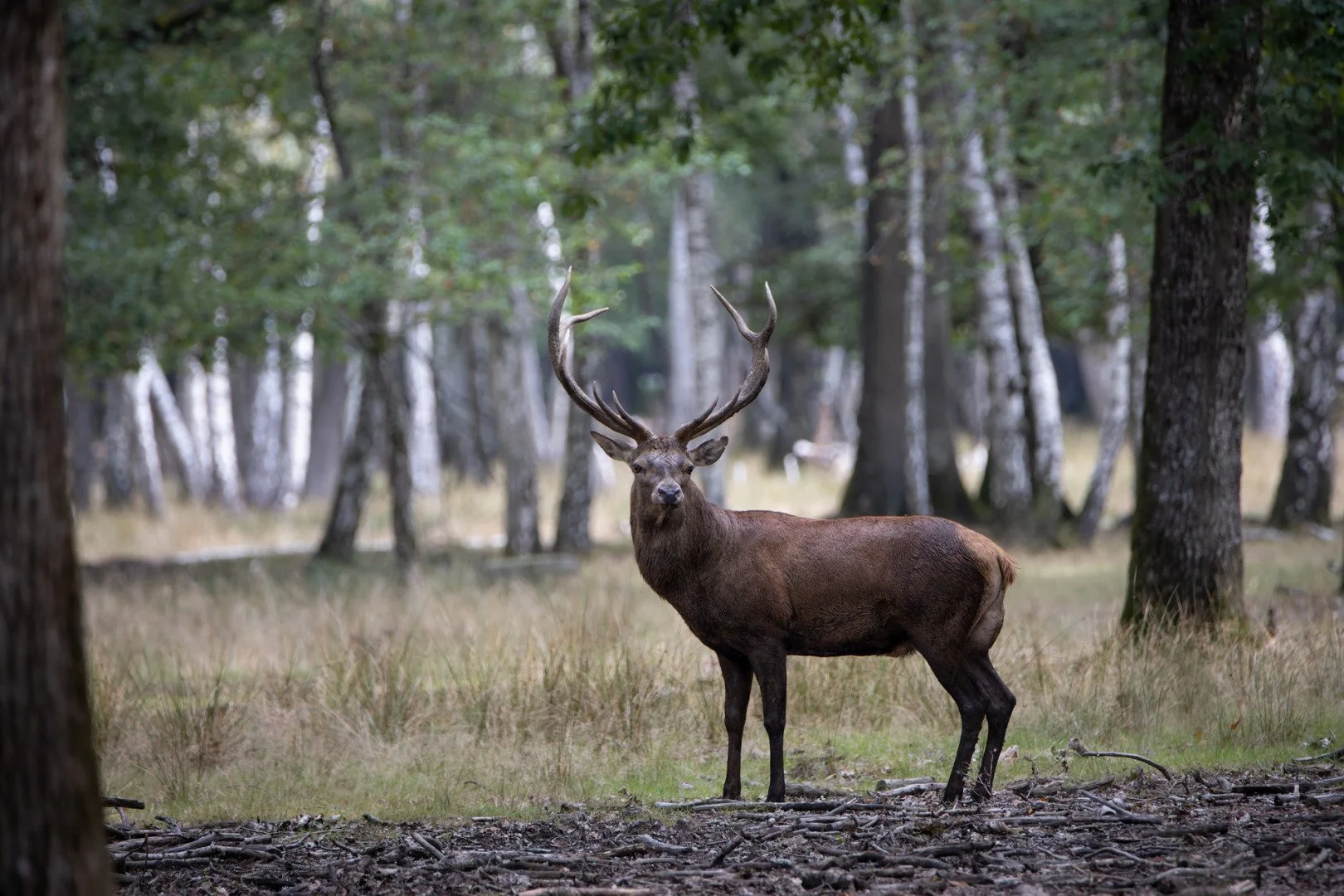 PF-0923-Cerf_4.jpg