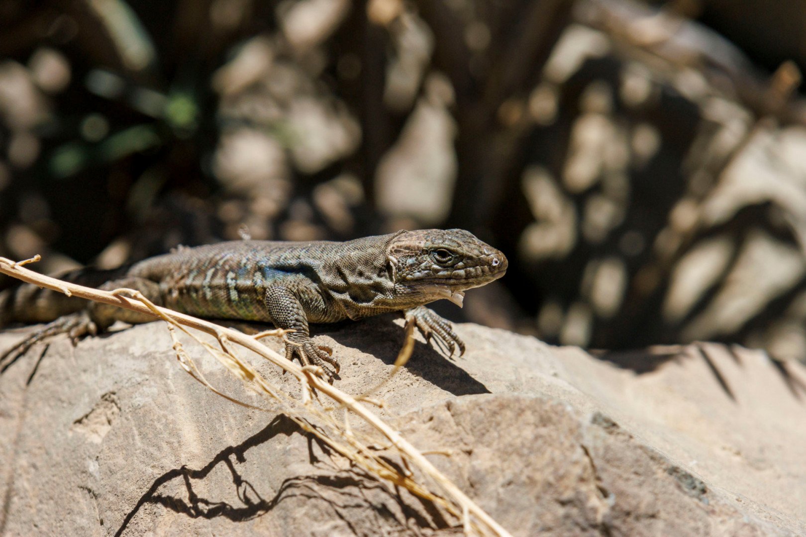 CB-0524-Lezard_1.jpg