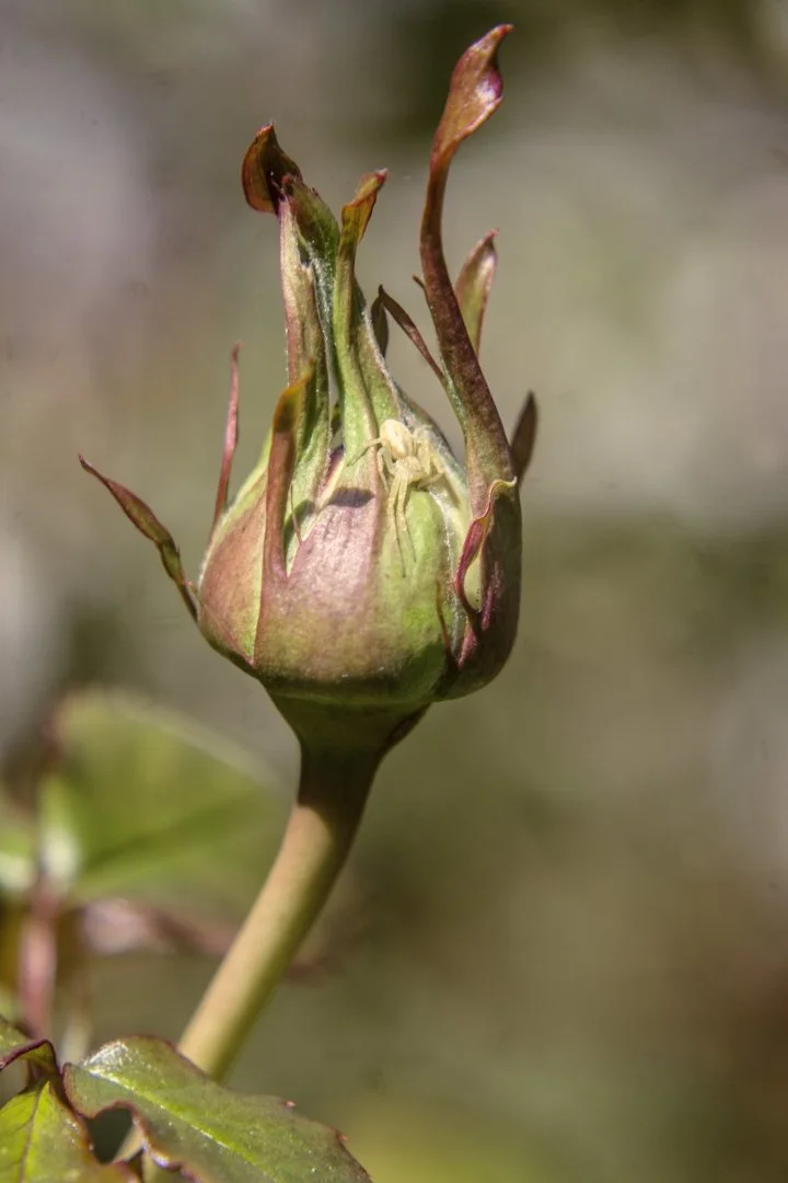 Le-Bouton-dort.jpg