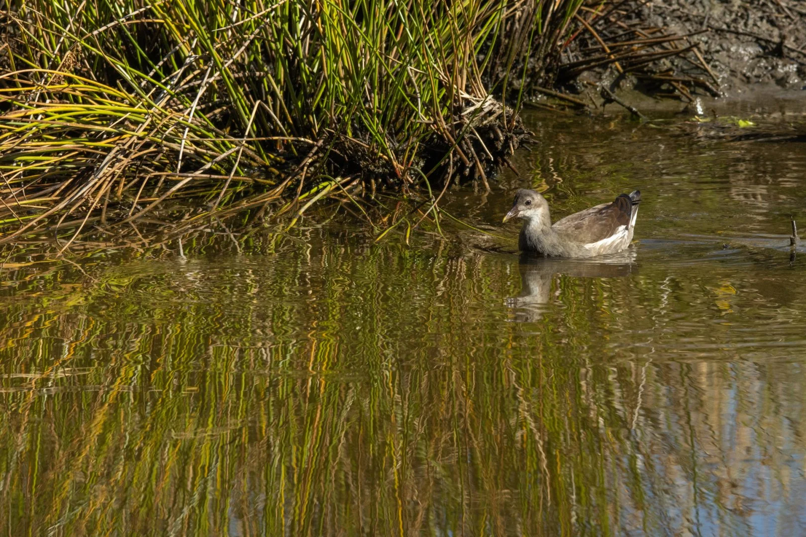 29-Rale-deau.jpg