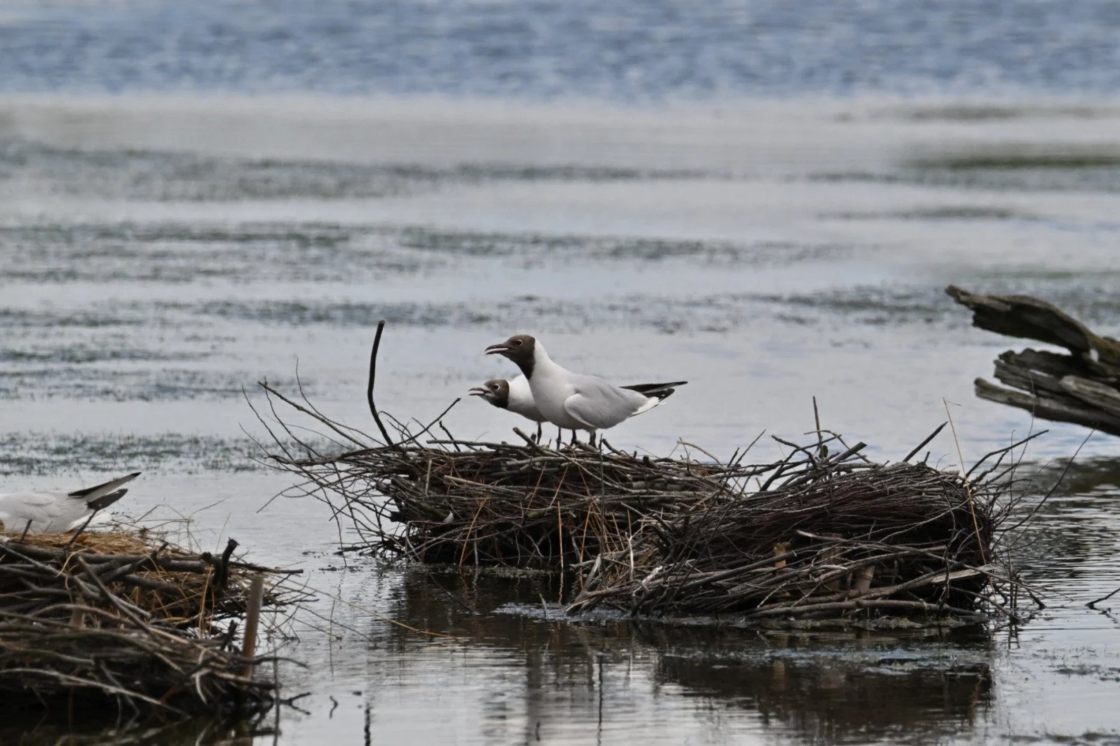 HM-Mouette-rieuse-Mod-600mm-S-Vit2500s-f10-ISO1000-Parc-du-Teich-DSC_3677.jpg