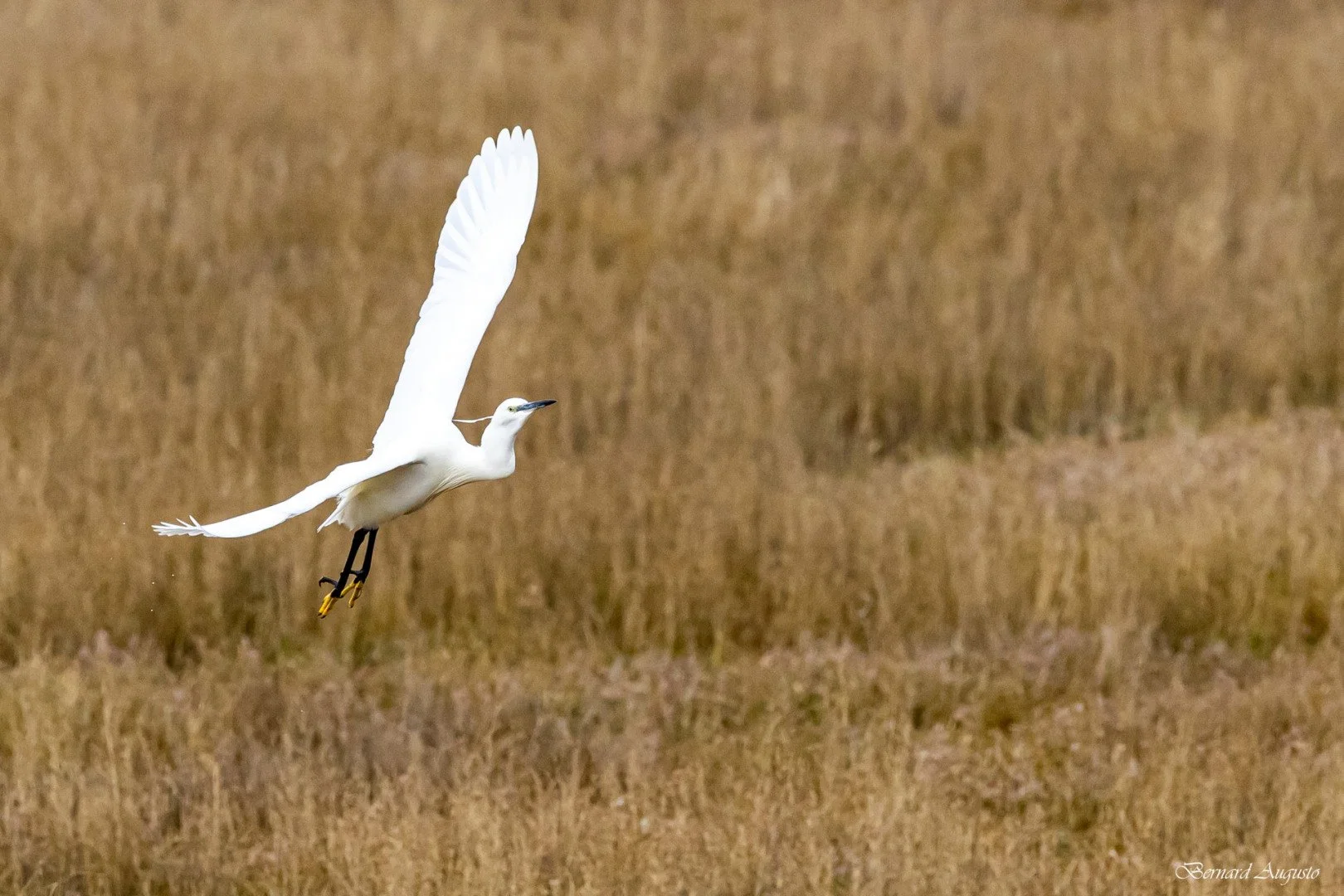 BA-04-02-25-Une-aigrette-a-Cherrueix.jpg