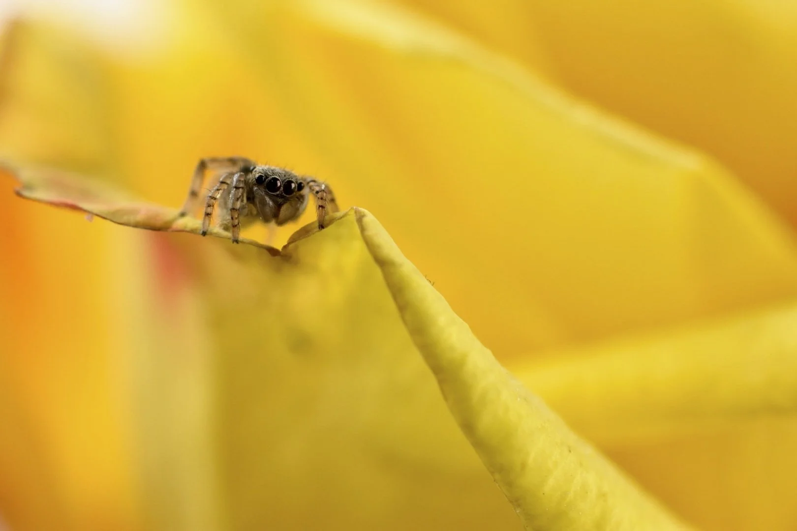 Salticidae-.jpg