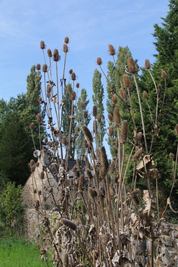 Chardon-piquant_li.jpg