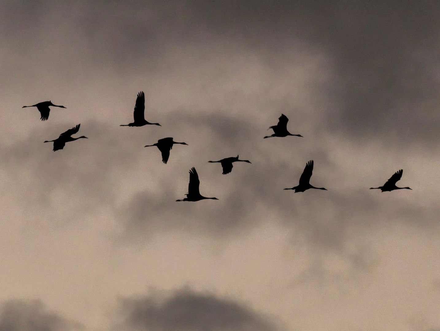 LD-11-23-grues-cendrees-5.jpg