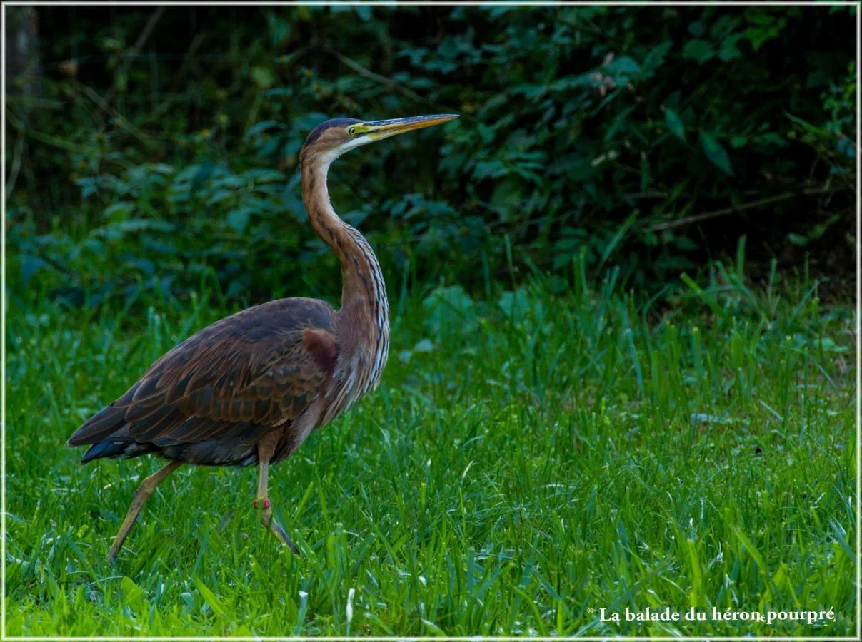 Heron_-pourpre_11.jpg