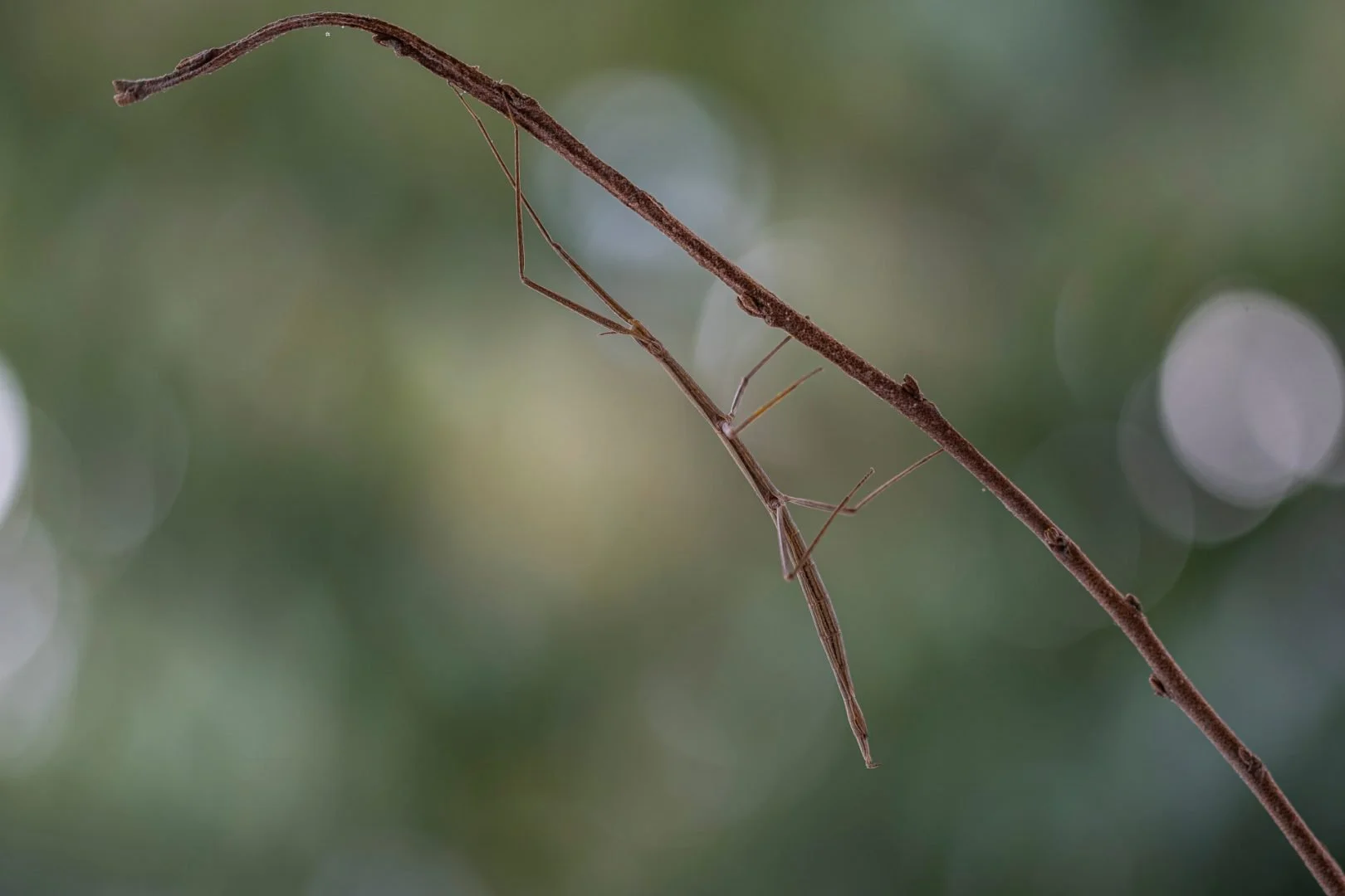 BH092024-1-10-phasme.jpg