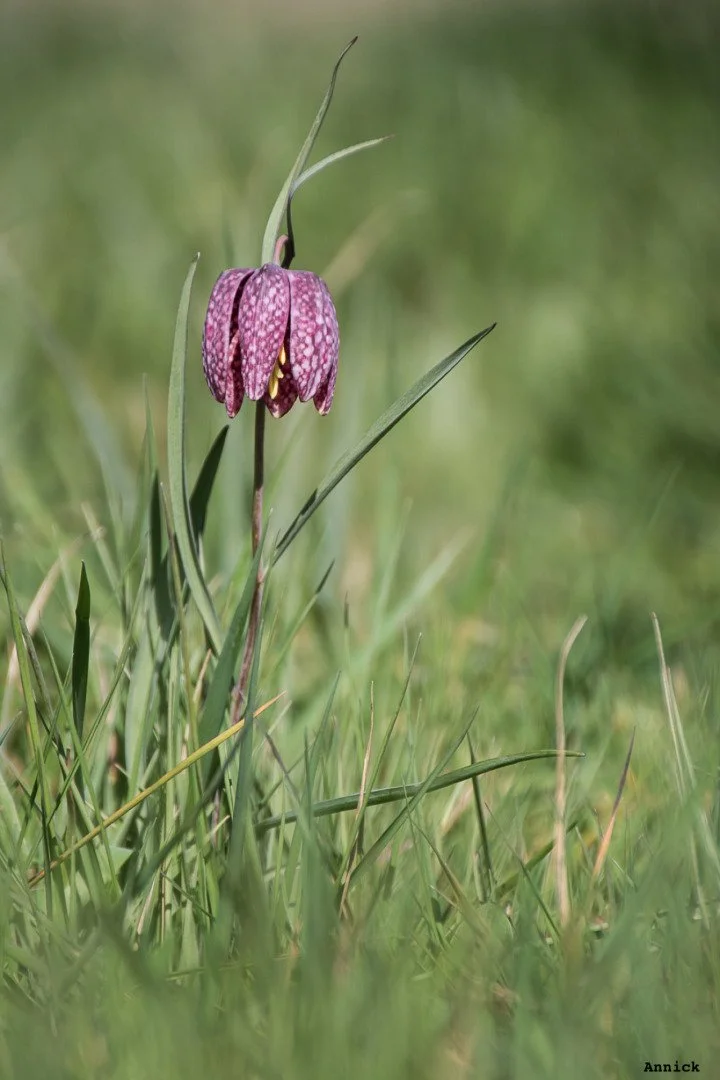 Fritillaires_avril_2021_04.jpg