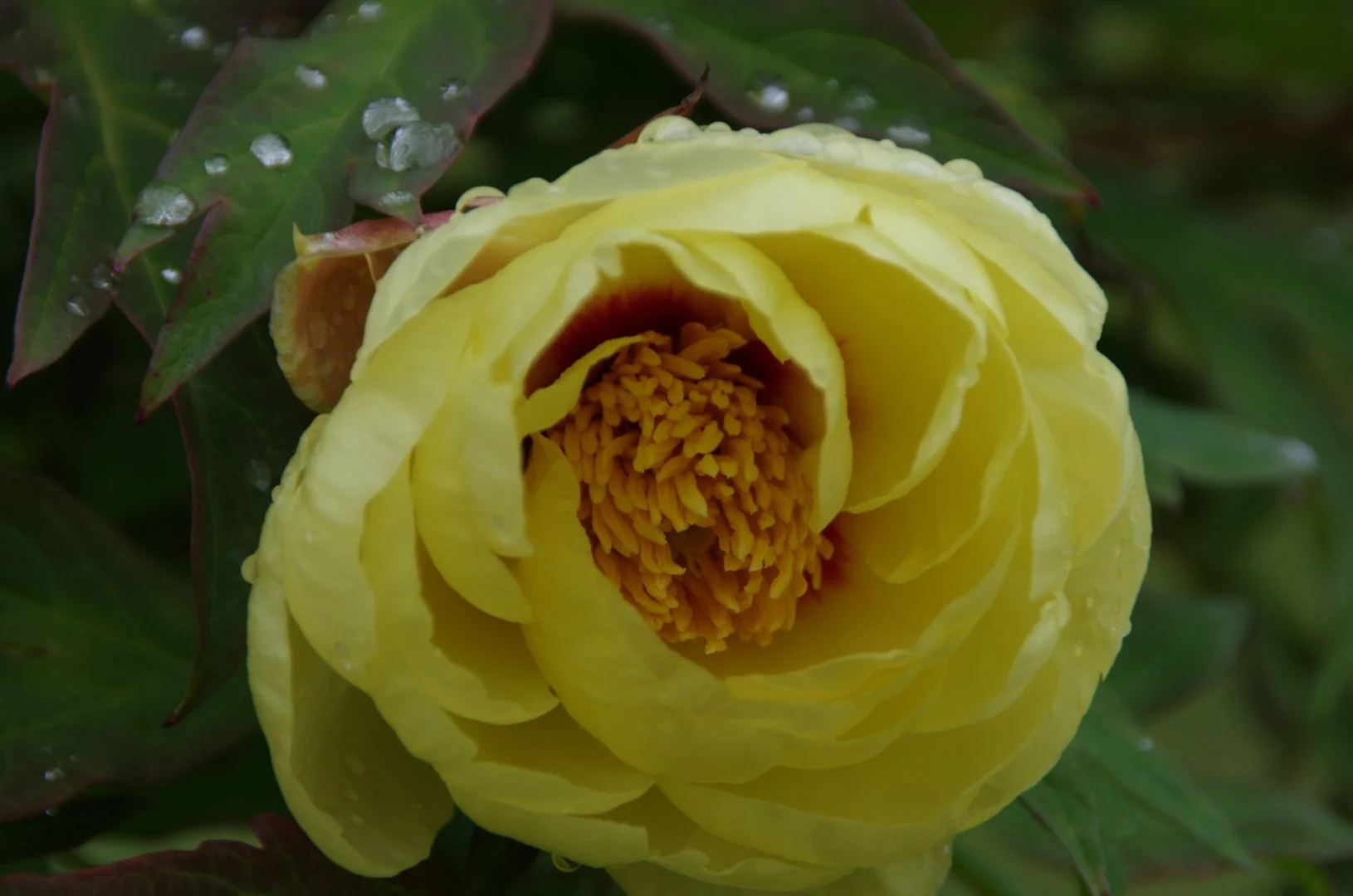 Pivoine-Sous-La-Pluie.jpg