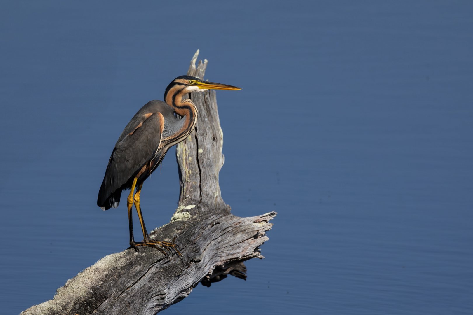 Perche-le-heron-pourpre.jpg