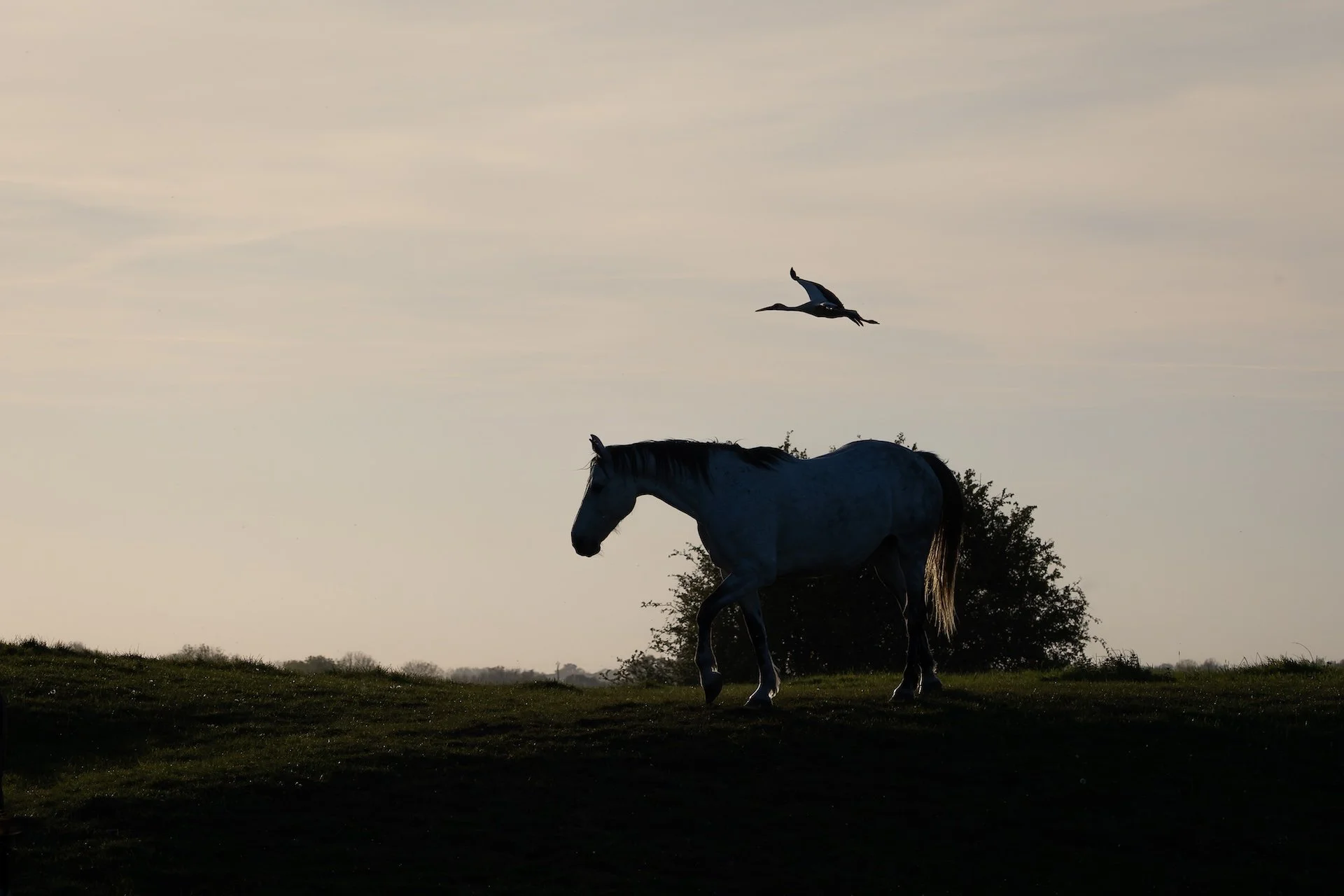 PF_04 26_Cigogne et cheval.jpg