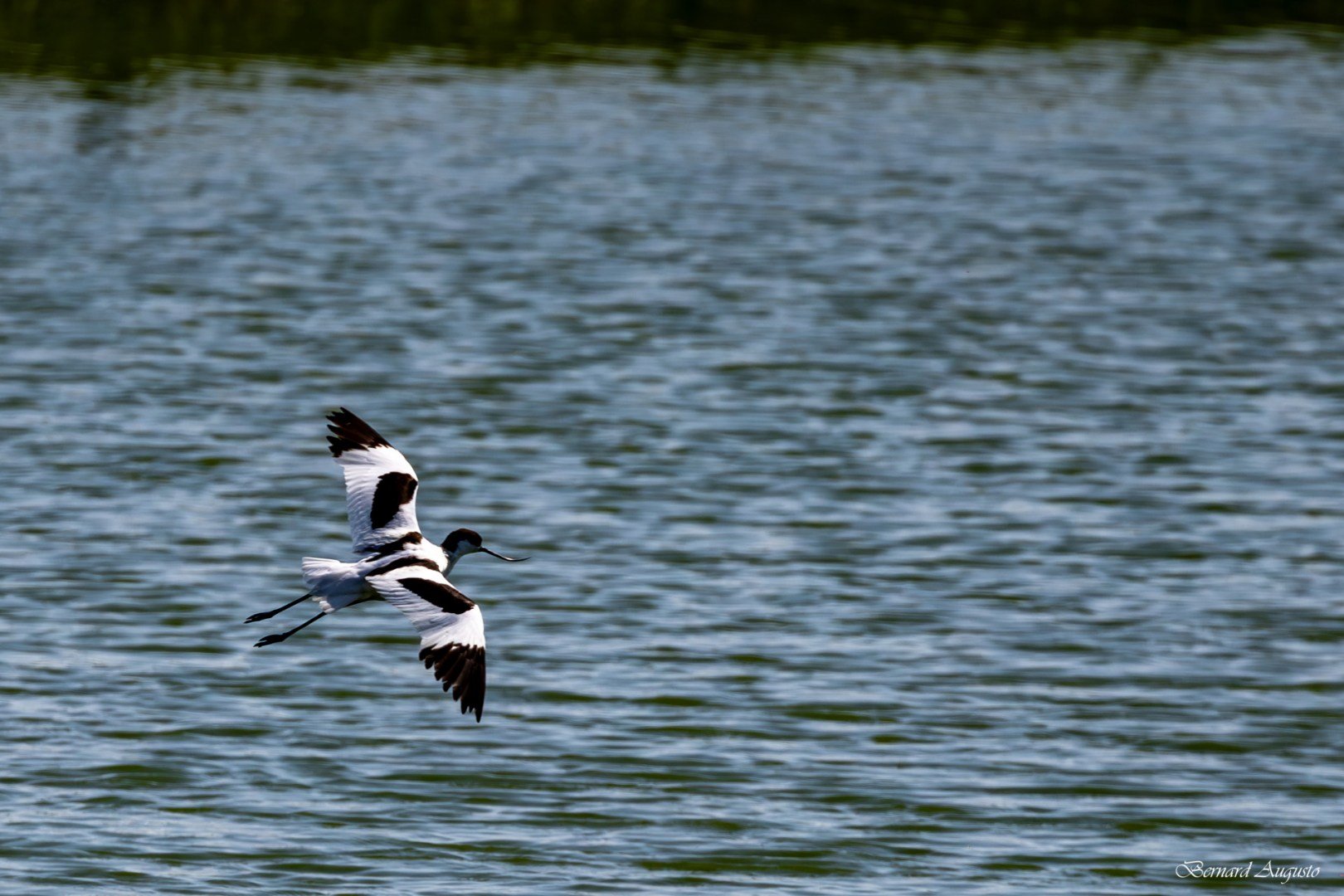 BA-Ete-2025-08-Marquenterre-une-avocette-elegante.jpg