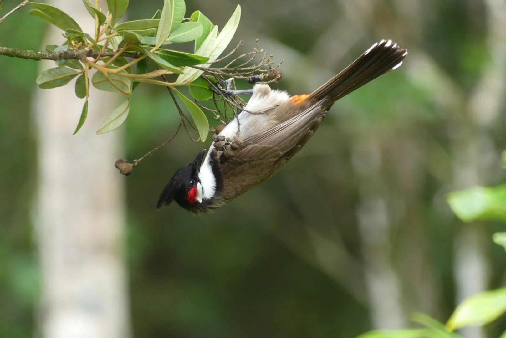 HM-Merle-Maurice-Mod-92.7mm-S-Vit160s-f2.8-ISO-Maurice-P1370032.jpg