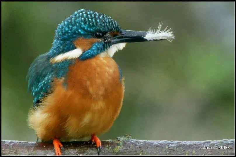 Animaux