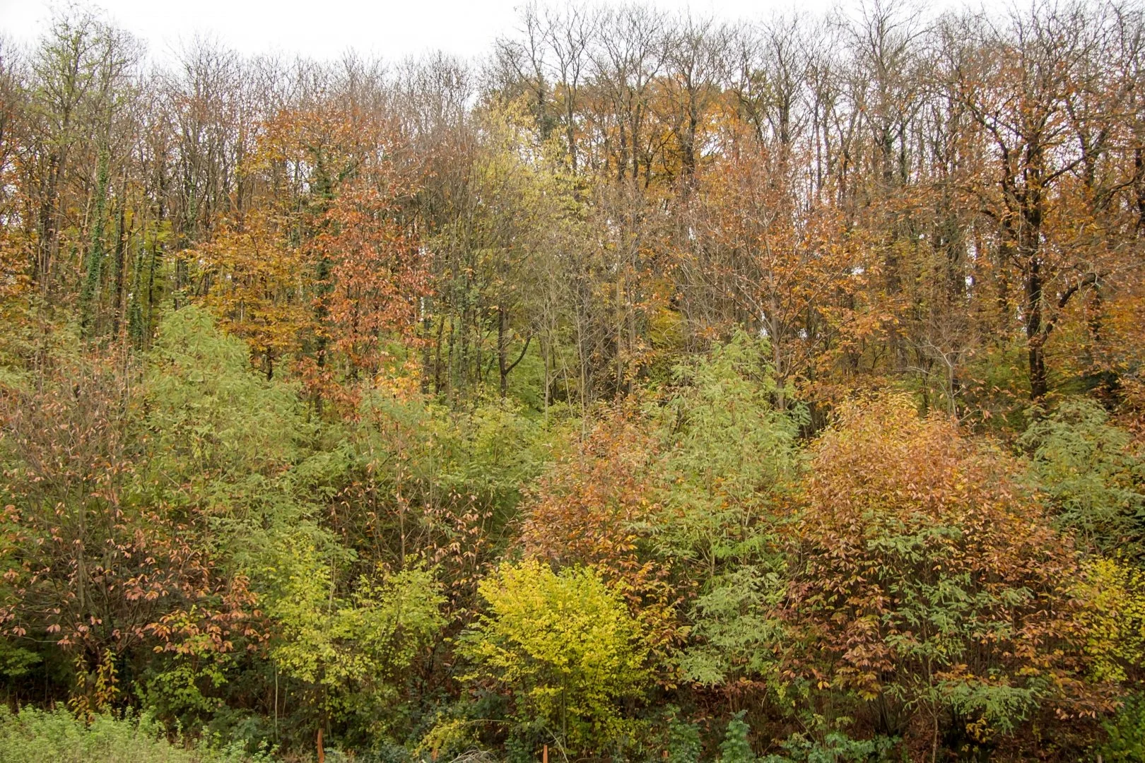 Couleurs-dAutomne.jpg