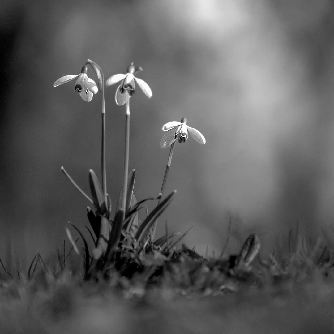 Perces-neiges.jpg