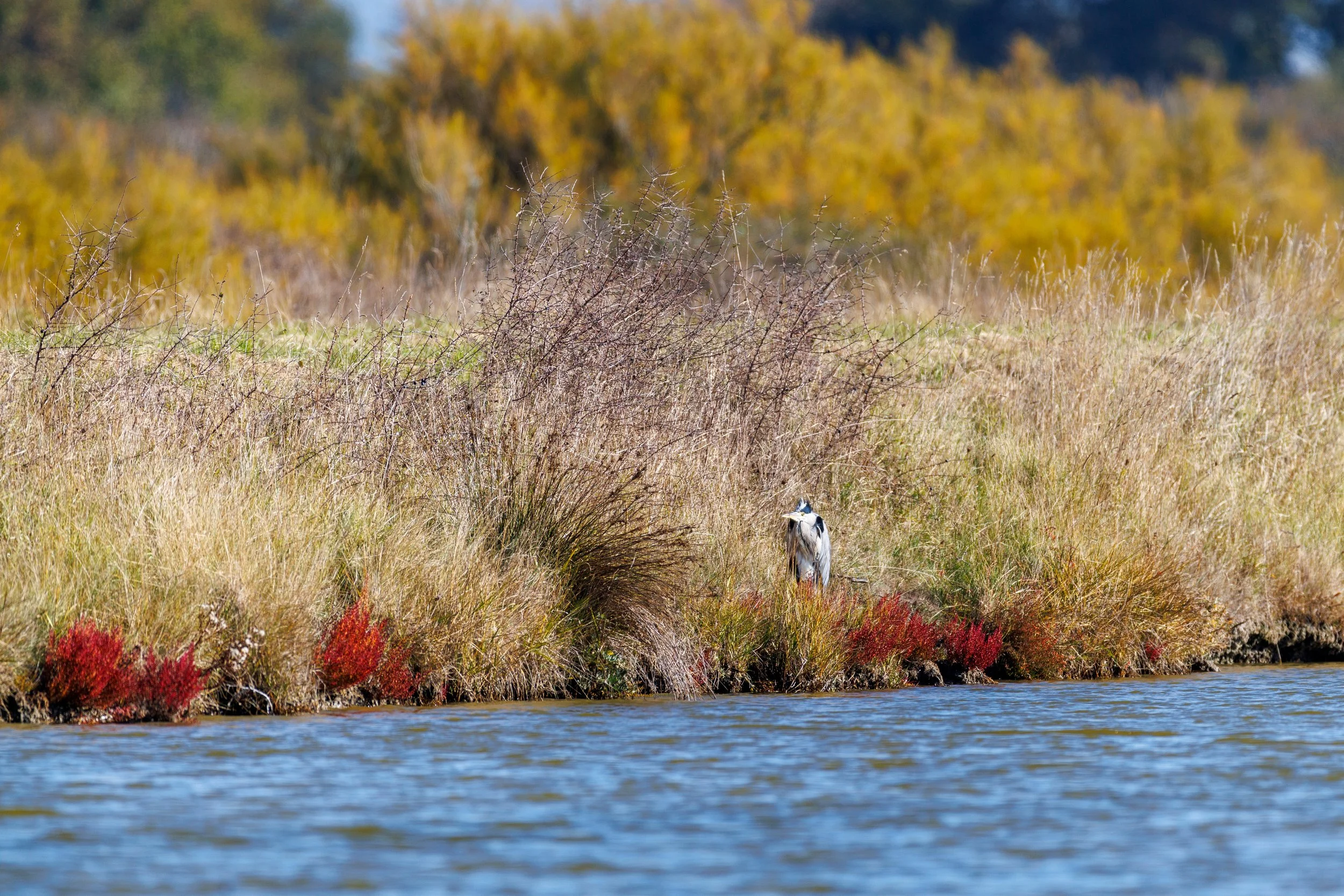 Héron caché marais de Séné.jpg