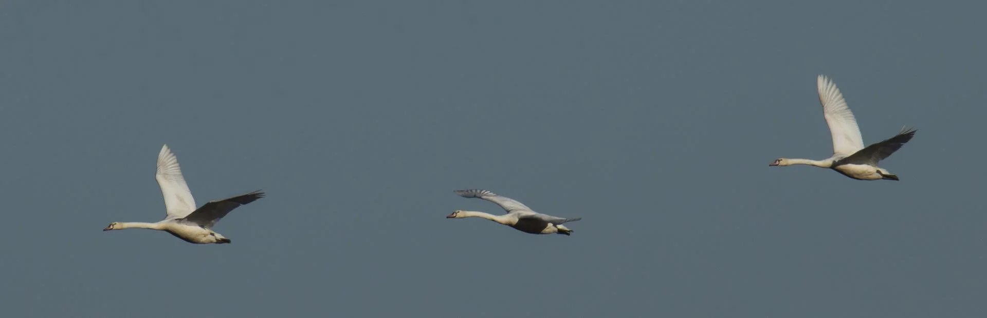 Cygnes_En_Vol_F10_1-2000sec_400Iso_600mm.jpg