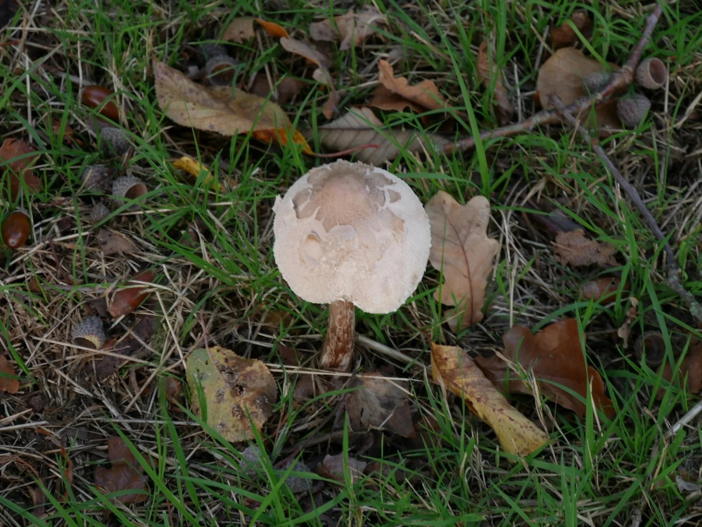 Automne-2019.JPG