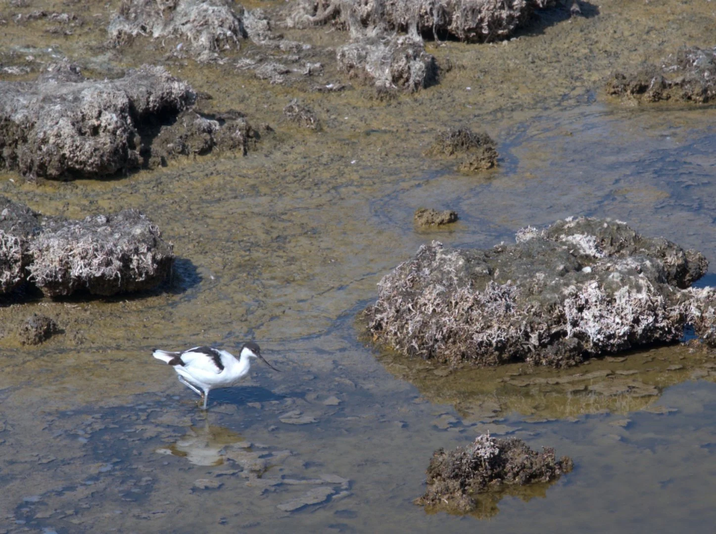 Avocette_Elegante.jpg