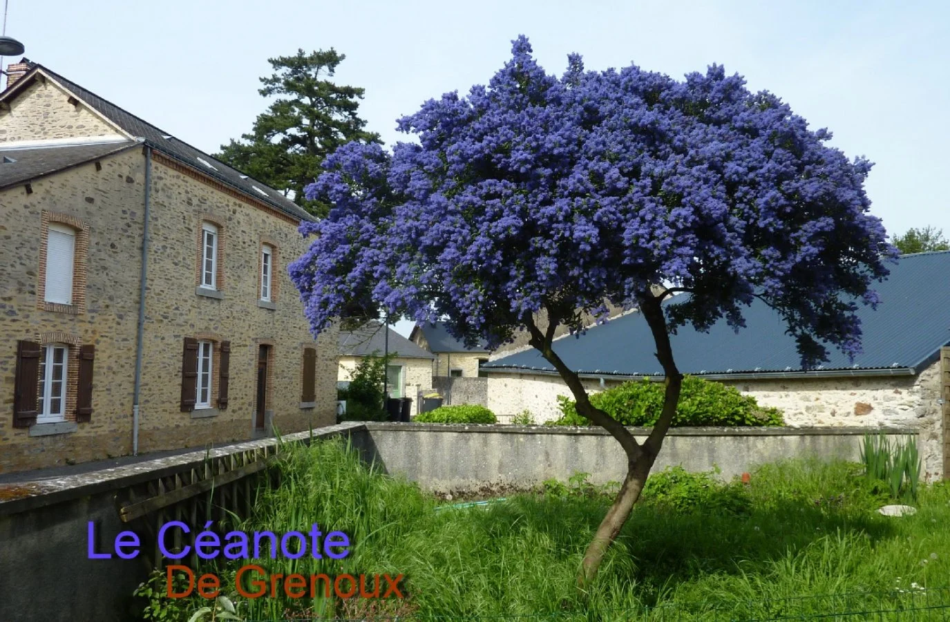 Céanote-de-Grenoux.jpg