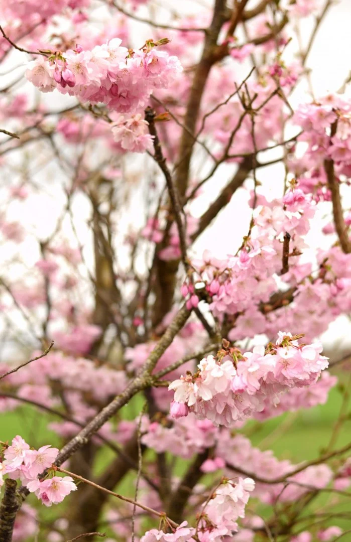 Comme-un-Air-de-Printemps.jpg