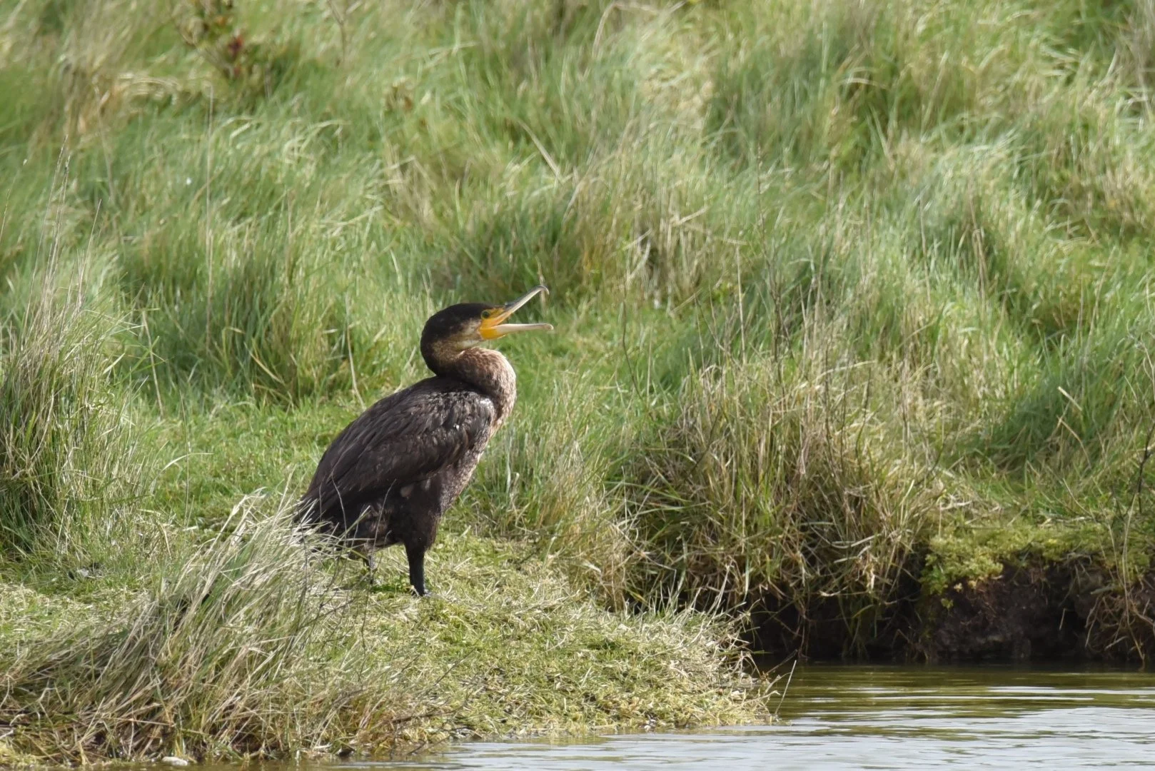 HM-DSC_9087-Cormoran.JPG