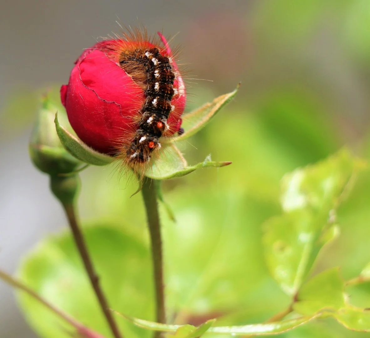 Chenille-sur-bouton-de-rose.JPG