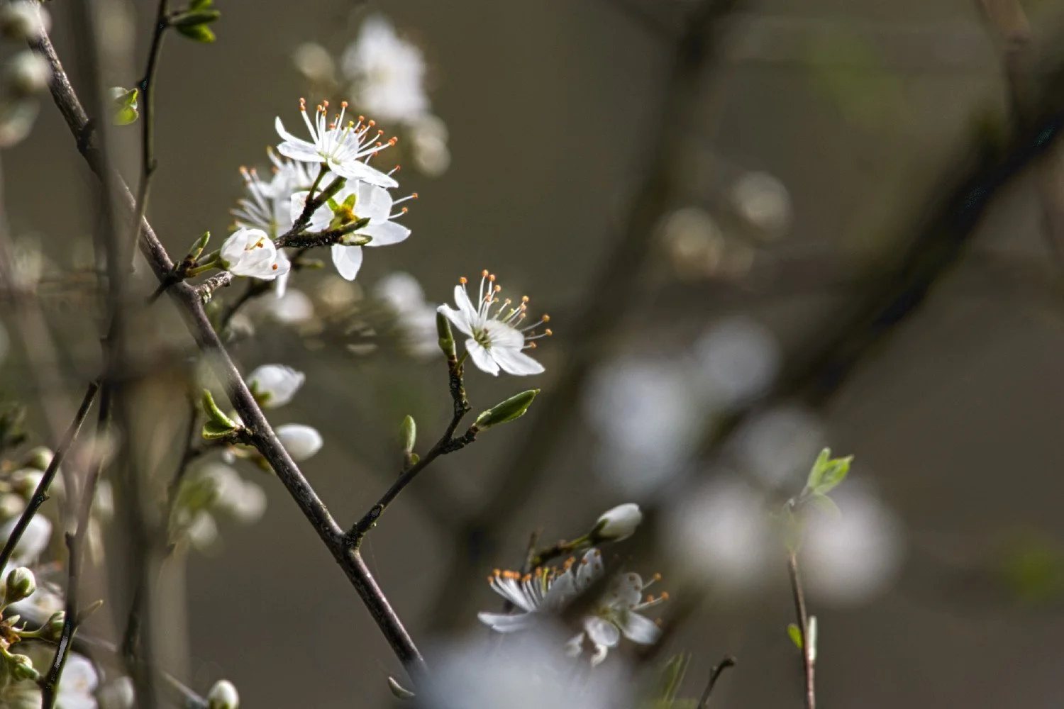 53-Fleur-halage.jpg