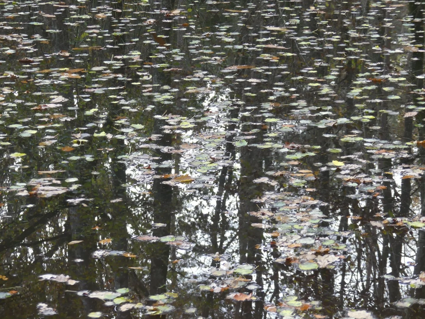 Reflets.JPG