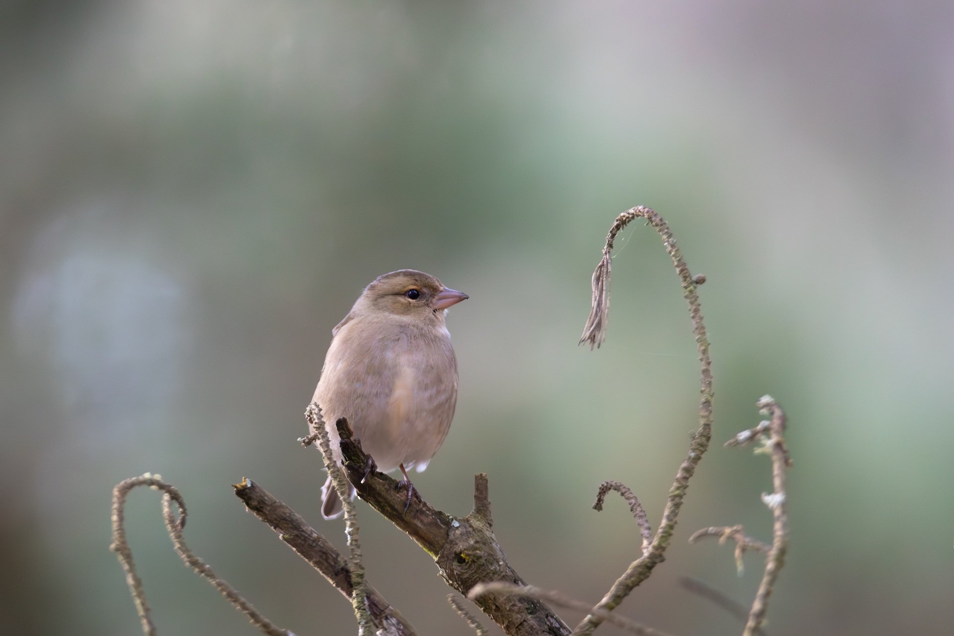 PF_02 26_Moineau.jpg