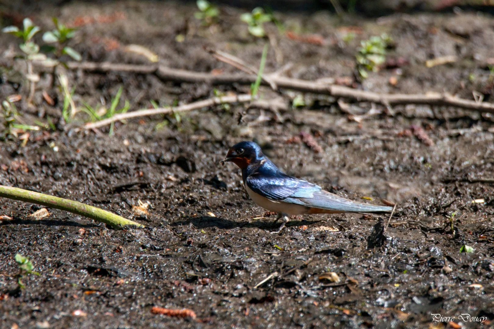 P-D-04-25-6-Hirondelle-du-rivage.jpg