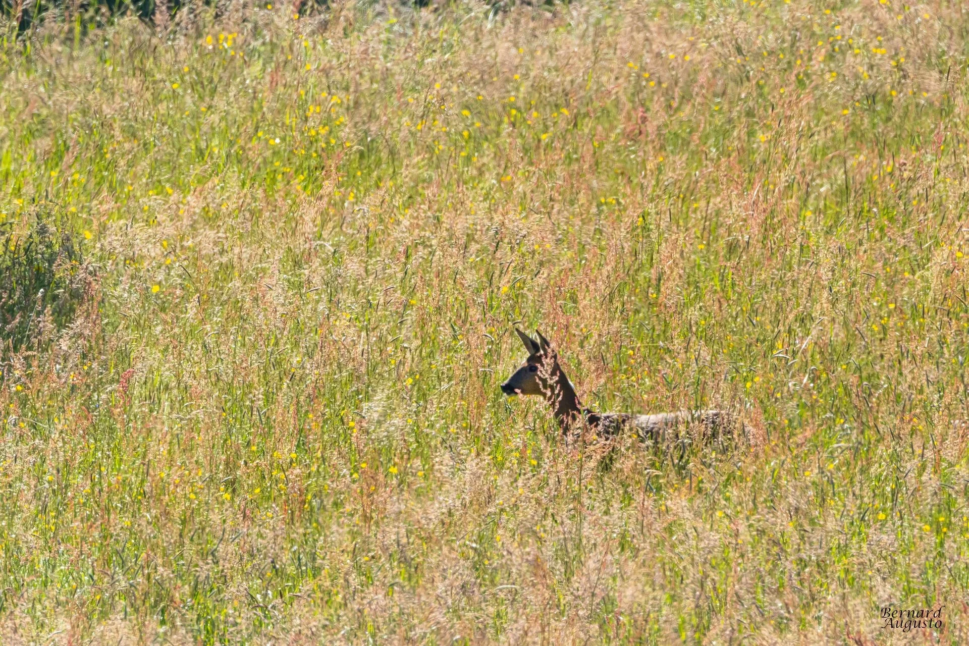 05-26-BA - 08 - Morinière, Une chevrette .jpg
