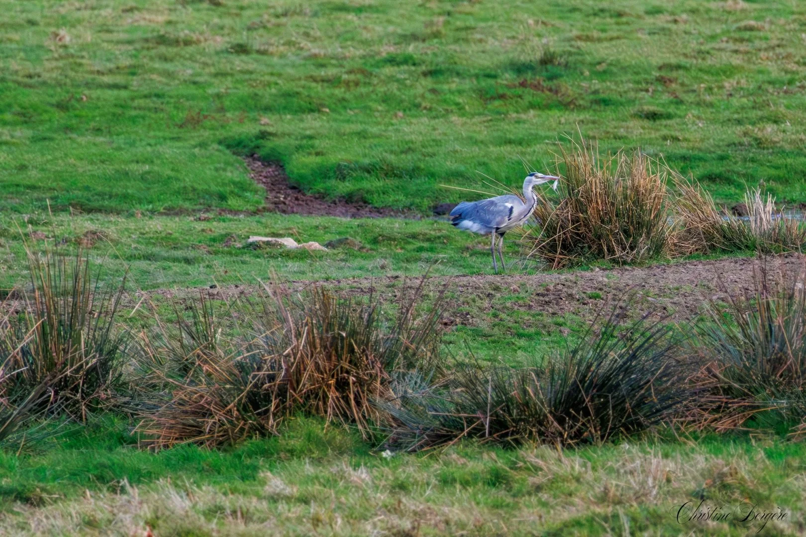 CB-1125-Heron-cendre.jpg